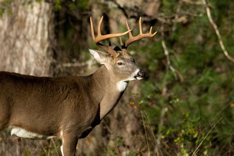 Kentucky Hunting License: Everything to Know About .